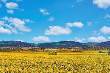 Image showing Field of Sunflowers