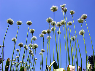 Image showing alien plants