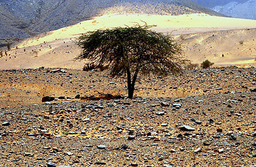 Image showing Tree In The Desert