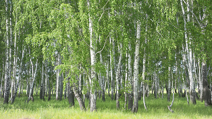 Image showing birch forest background