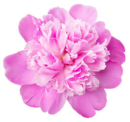 Image showing peony on white