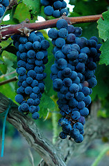 Image showing Grapes