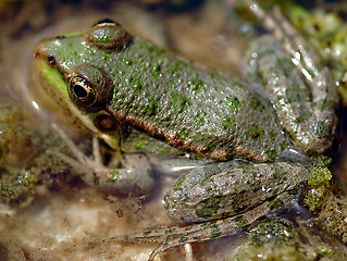 Image showing Frog