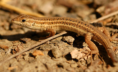 Image showing Lizard