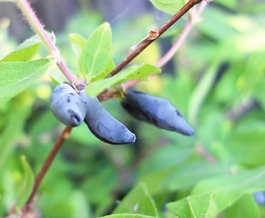 Image showing fresh ripe honeysuckle