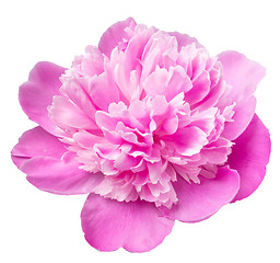 Image showing peony on white