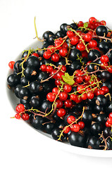 Image showing black and red currant berries