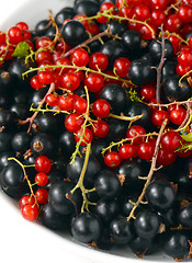 Image showing black and red currant berries