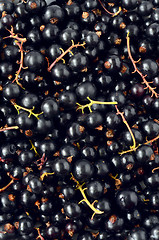 Image showing Black Currant berries