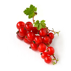 Image showing Red Currant berries