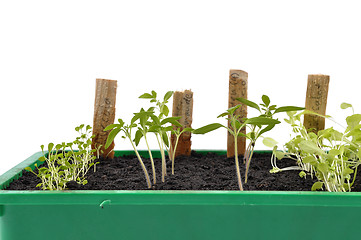 Image showing Different seedlings being cultivated