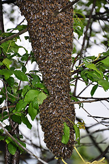 Image showing Swarm of bees