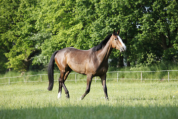 Image showing Holsteiner Horse on pasture