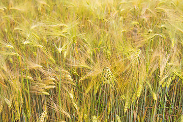 Image showing Field of wheat