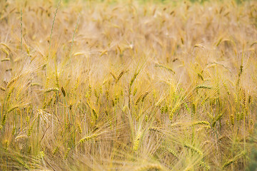 Image showing Field of wheat