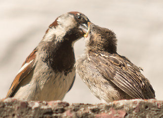 Image showing parent sparrow feeds