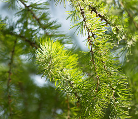 Image showing green fir branch