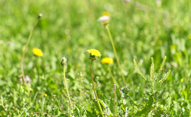 Image showing spring yellow dandelions