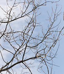 Image showing bare branches against sky