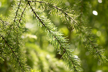 Image showing green fir branch