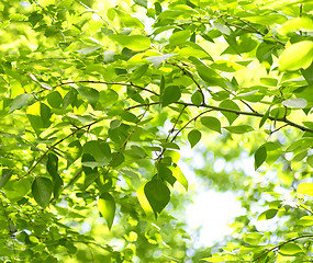 Image showing green foliage background