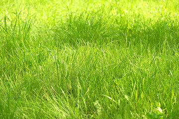 Image showing green grass background