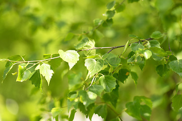 Image showing summer birch leaves