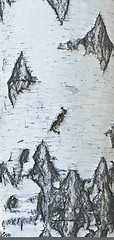 Image showing birch bark background