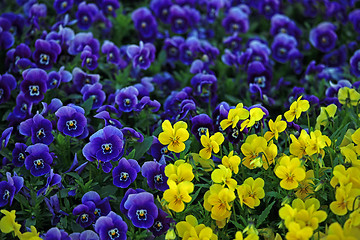 Image showing Viola Flowers