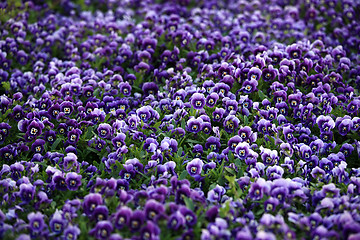 Image showing Violet Viola Flowers