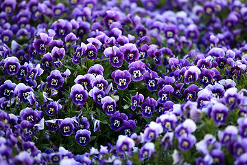 Image showing Violet Viola Flowers