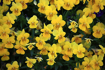 Image showing Viola Tricolor