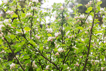 Image showing close up of beautiful blooming apple tree branch