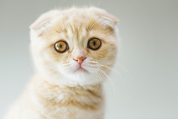 Image showing close up of scottish fold kitten