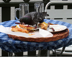 Image showing hungry pigeon