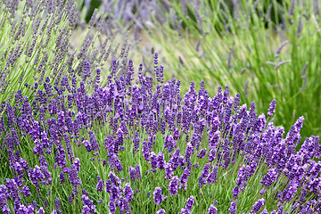 Image showing Lavender background