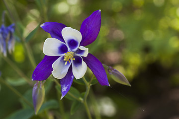 Image showing columbine