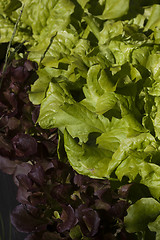 Image showing lettuce