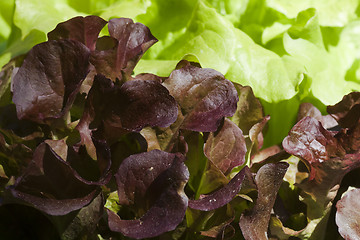 Image showing lettuce