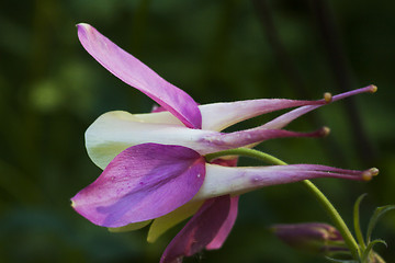 Image showing pink and white columbine