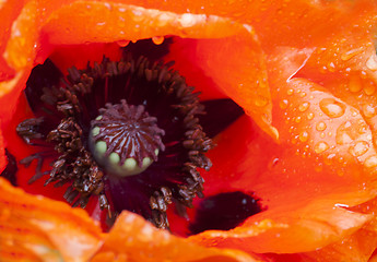 Image showing giant poppy