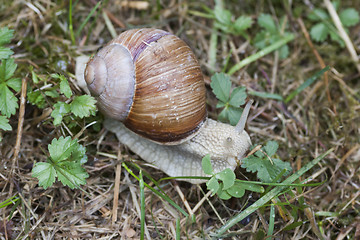 Image showing snail