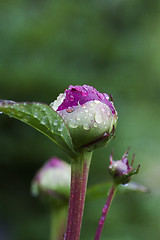 Image showing peaony