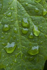 Image showing water on a leaf