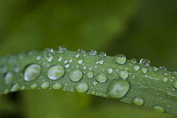 Image showing water drops