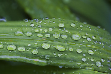 Image showing rain drops