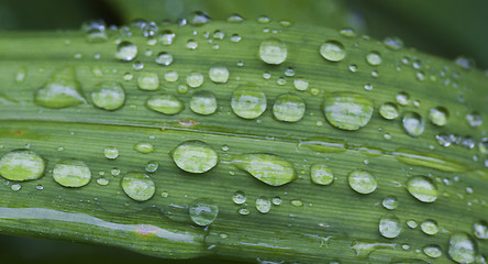 Image showing rain drops