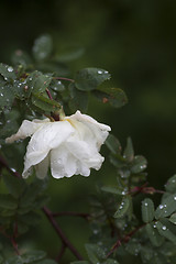 Image showing white rose