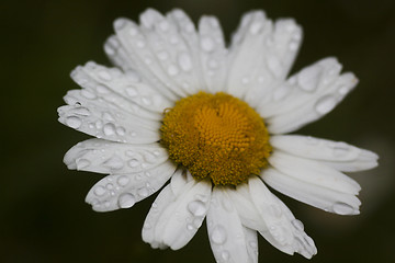 Image showing ox-eye daisy