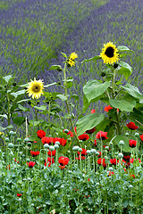 Image showing Rural scenic